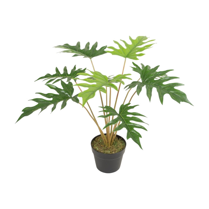 עציץ פילו 60 ס"מ