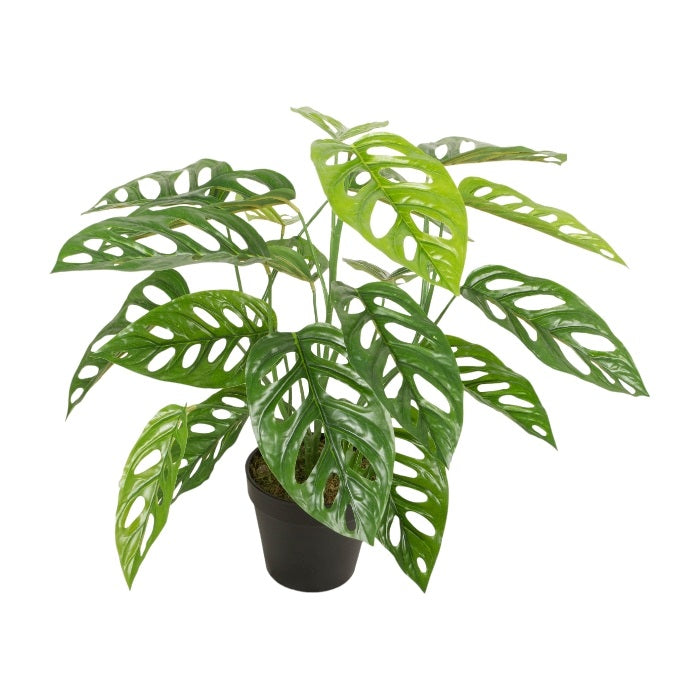 עציץ מונסטרה ליבס