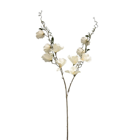 ענף סוויט מילקי