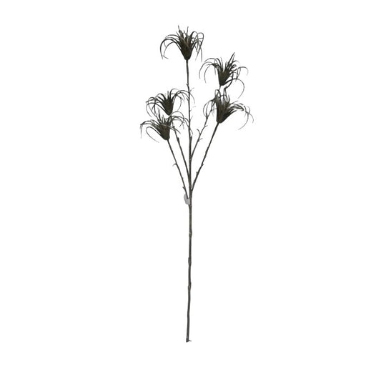 ענף יוקה סמוקי