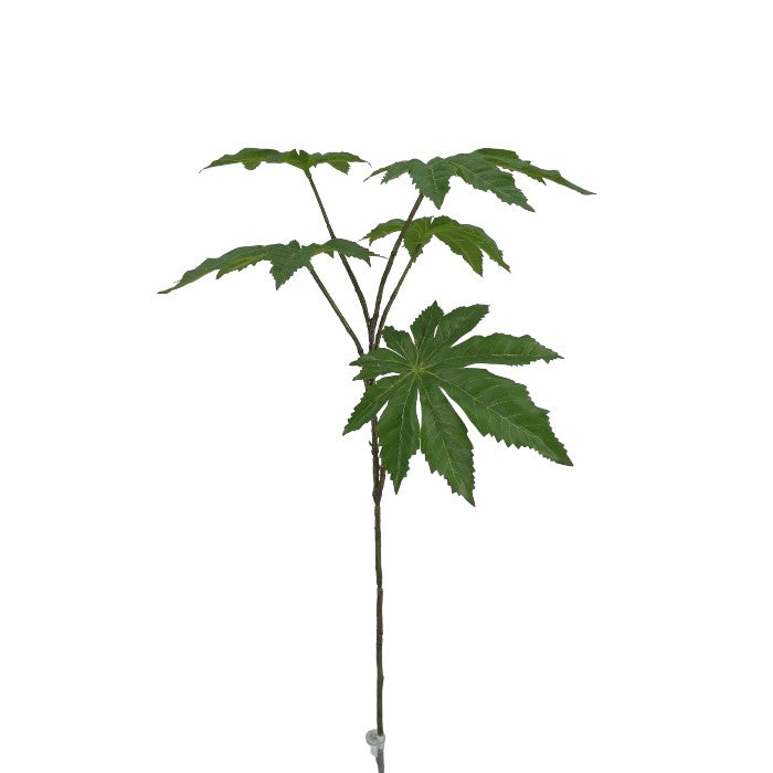 בלנד פאפייה אייקון