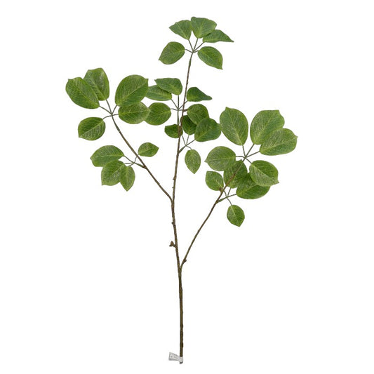 ענף בייבי גרין