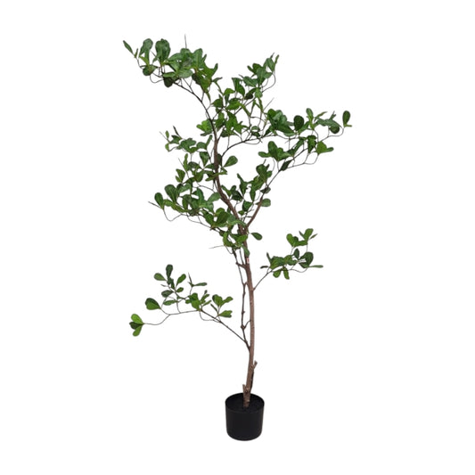 מונסון טרי 120 ס"מ