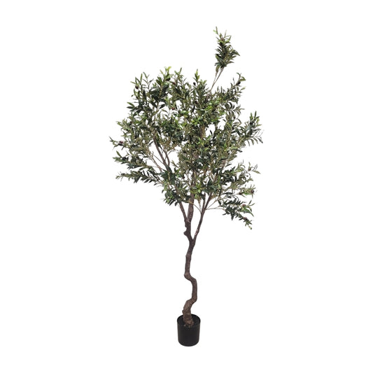 אוליב טרי 240 ס"מ