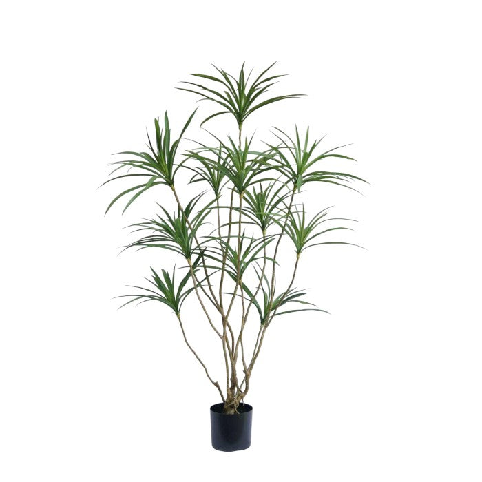 עץ עד דרגון