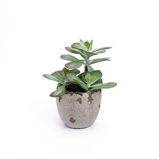 עציץ סוקולנט S