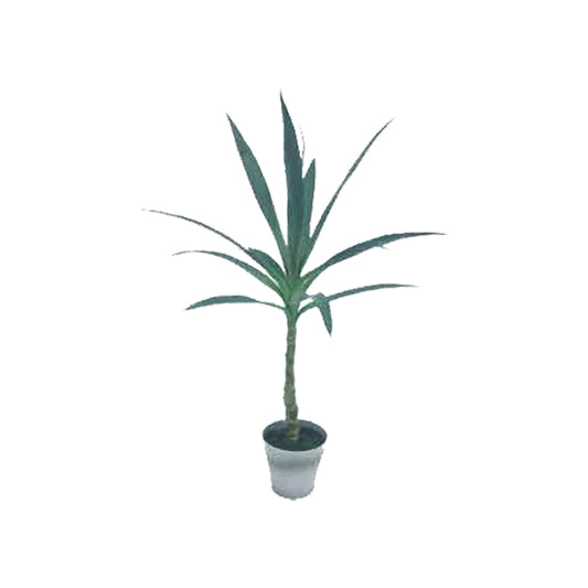 עציץ דרגון ליבס