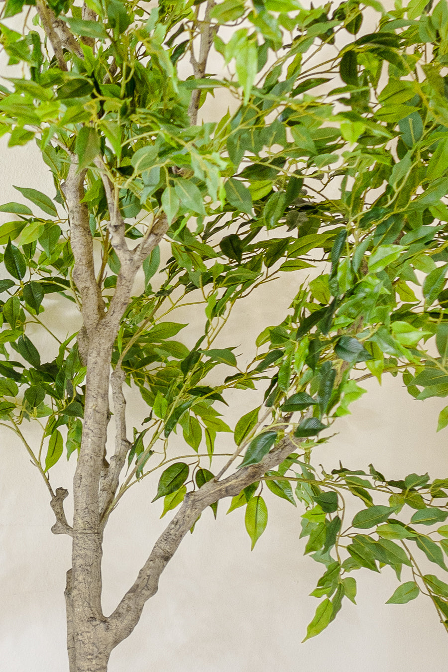 עציץ פיקוס טרי 210 ס"מ