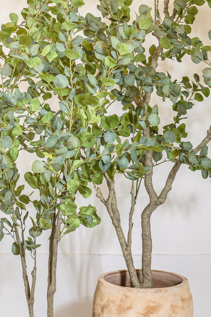 עציץ אקליפטוס טרי 160 ס"מ