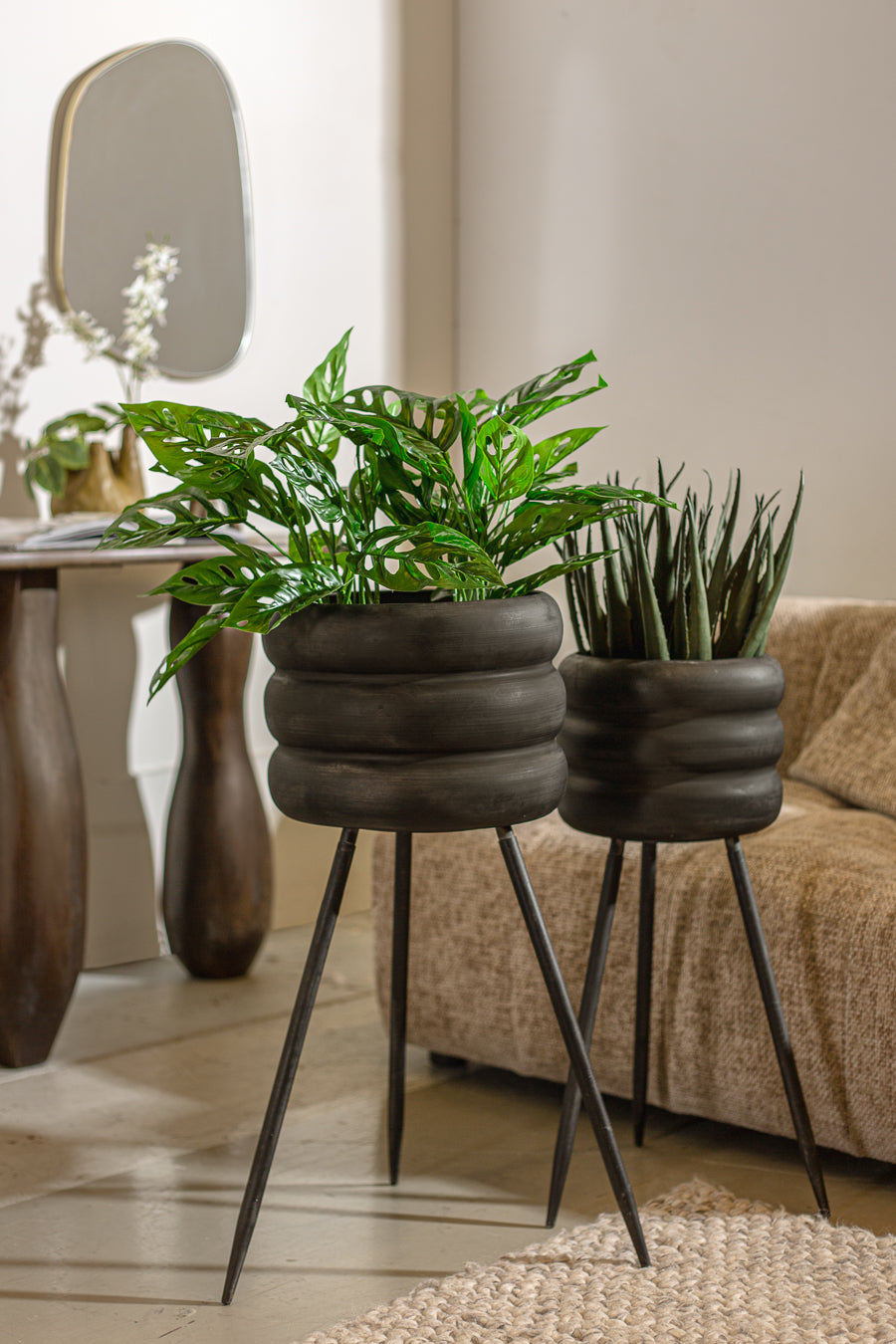 פלנטר בארל בלאק L