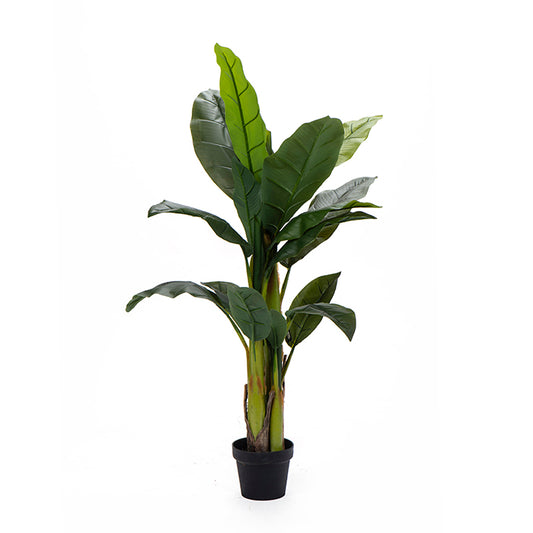 עציץ טרופיקל בננה ליבס