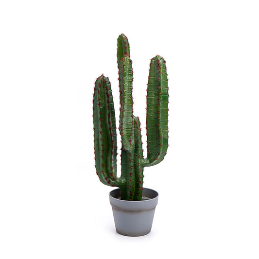 עציץ קקטוס מקסיקני