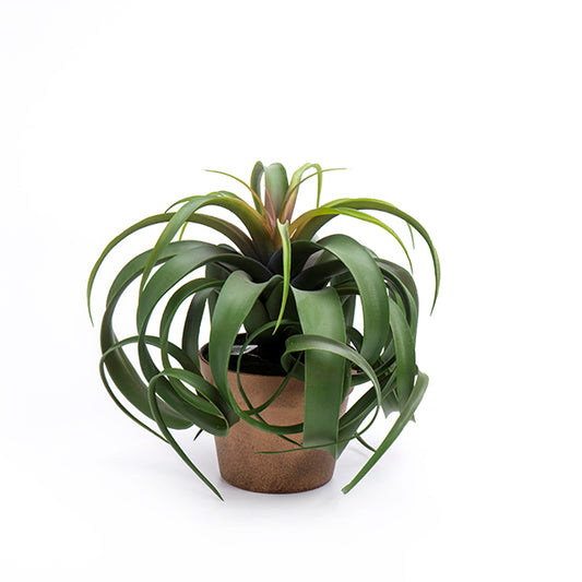 עציץ איירפלנט גדול