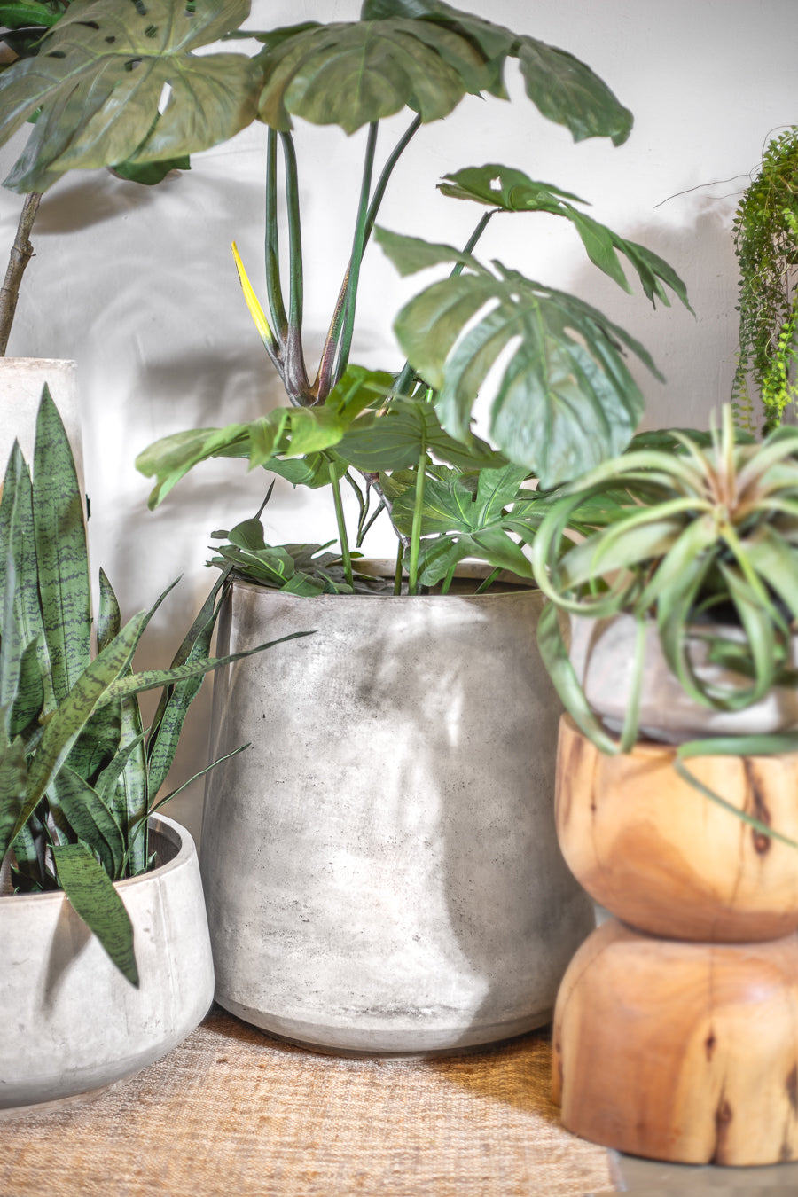 סנסופריה גרין