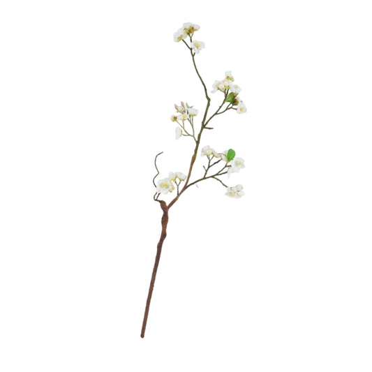 ענף בלוסום ווייט