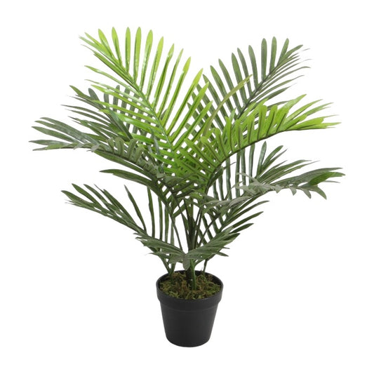 עציץ מיני פאלם 60 ס"מ