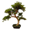 75 cm Bonsai Tree