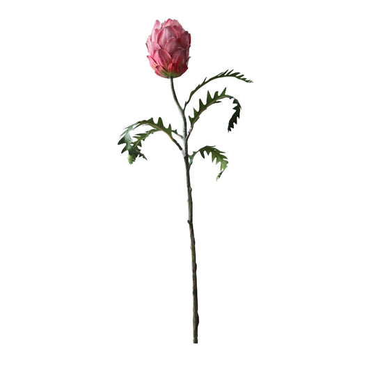 ענף פורטיאה בורגנדי-שישייה