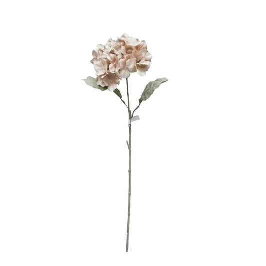 ענף הורטנזיה סמוקי-שישייה