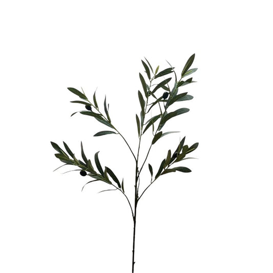 ענף אוליבה גרין