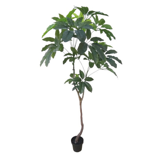 עציץ מונטרי