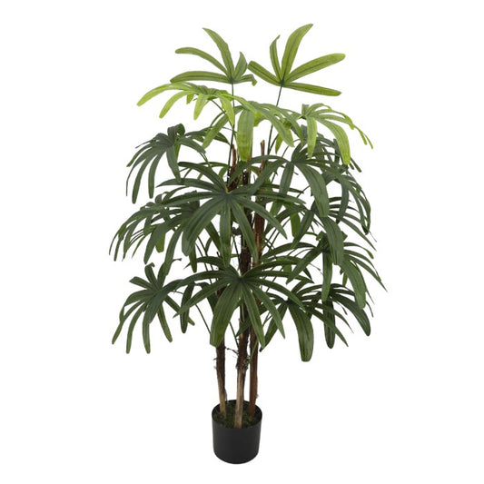 עציץ פאלם טרי