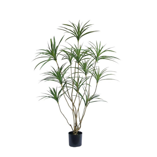 עץ עד דרגון