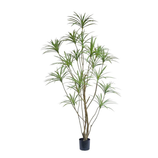 עץ עד דרגון