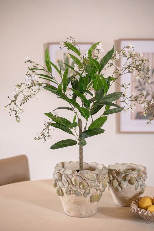 עץ עד סטורם 60 ס"מ