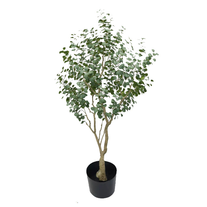 עציץ אקליפטוס טרי 210 ס"מ