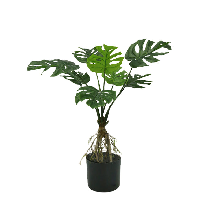 עציץ מונסטרה