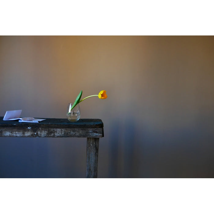 טוליפ צהוב - חני לפידות