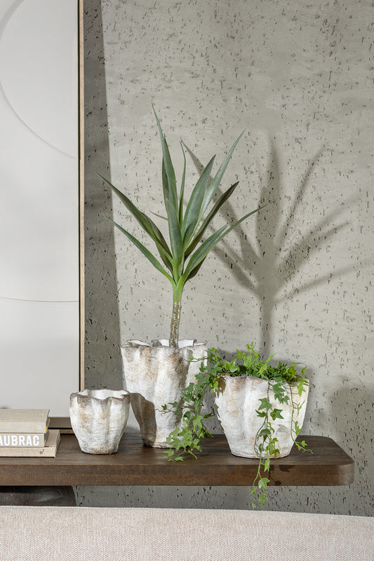 עציץ דרגון ליבס