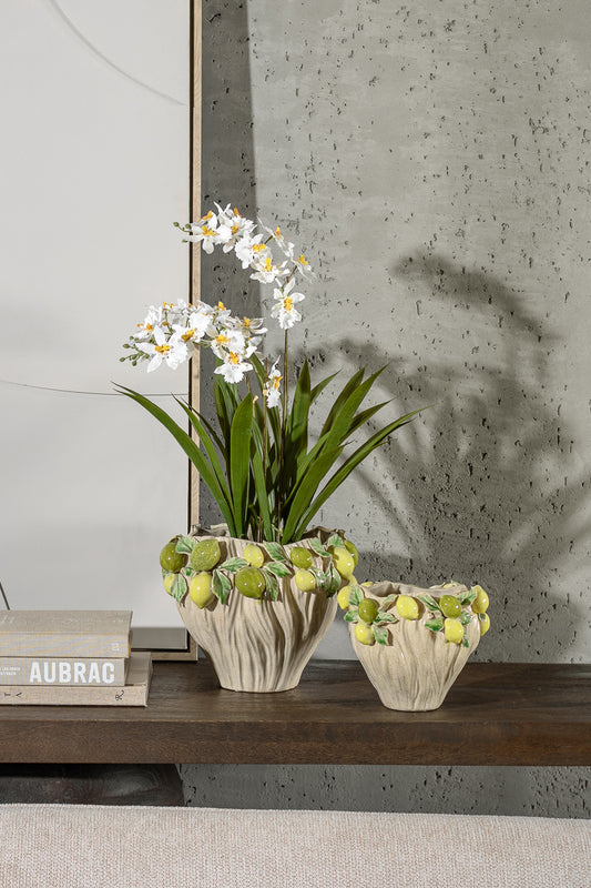 סוייל ספיידר אורכיד ווייט M