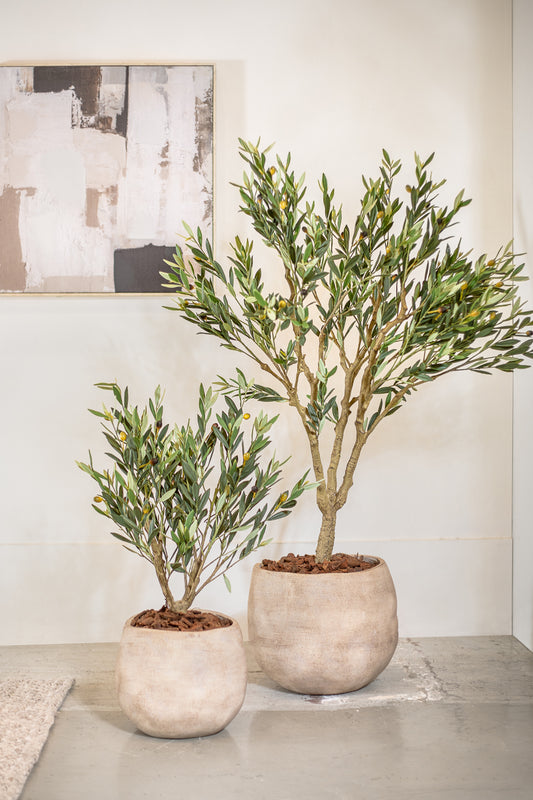 עציץ אוליב UV טרי  157 ס"מ