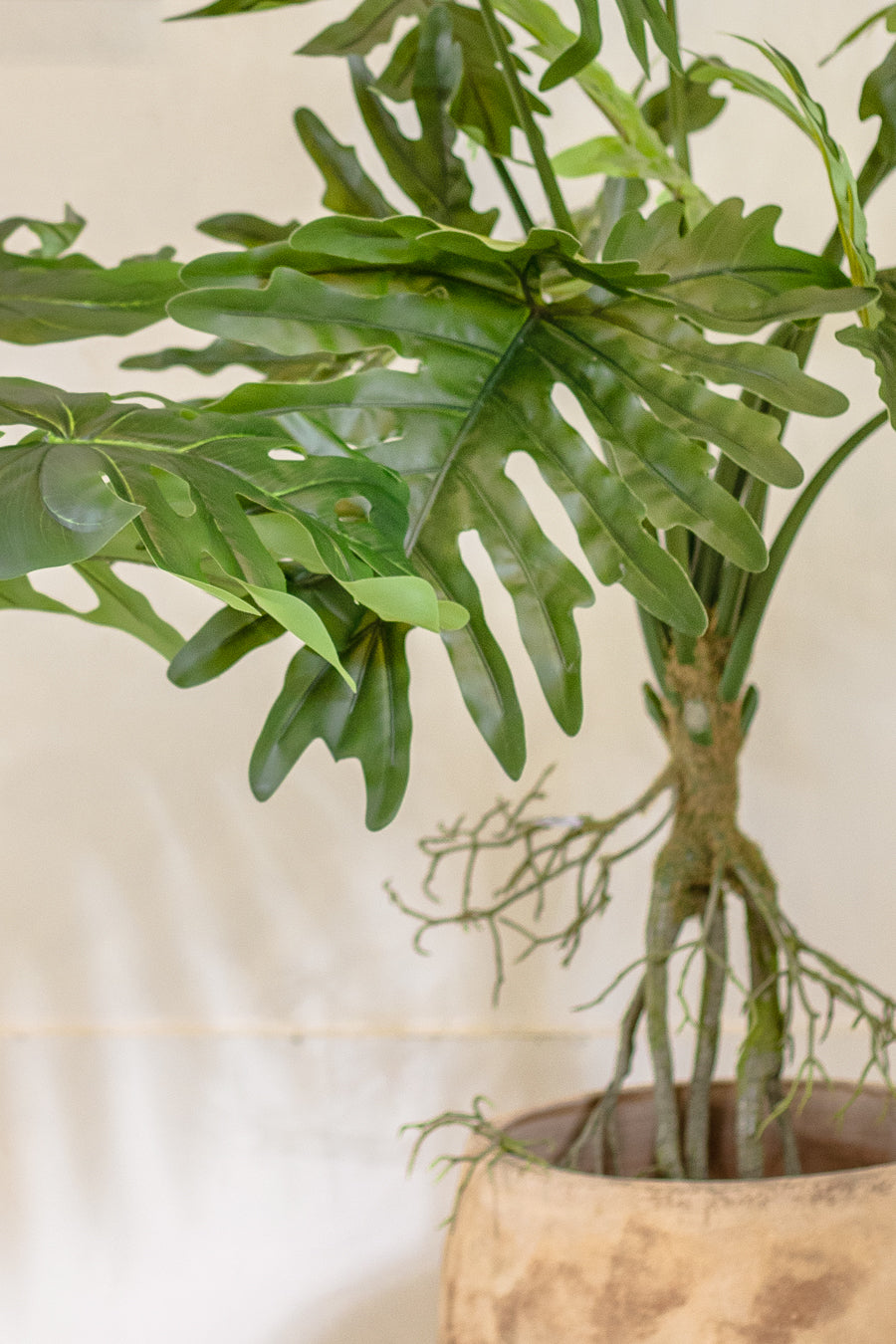 עציץ מונסטרה 80 ס"מ