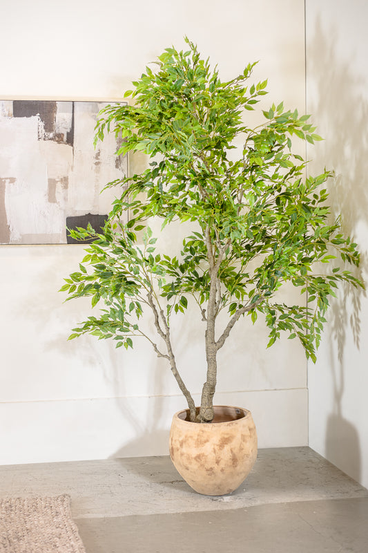 עציץ פיקוס טרי 210 ס"מ