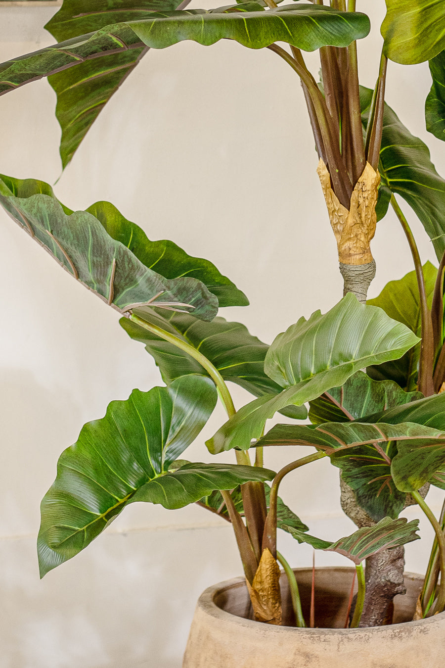 עציץ טרופיקל 150 ס"מ