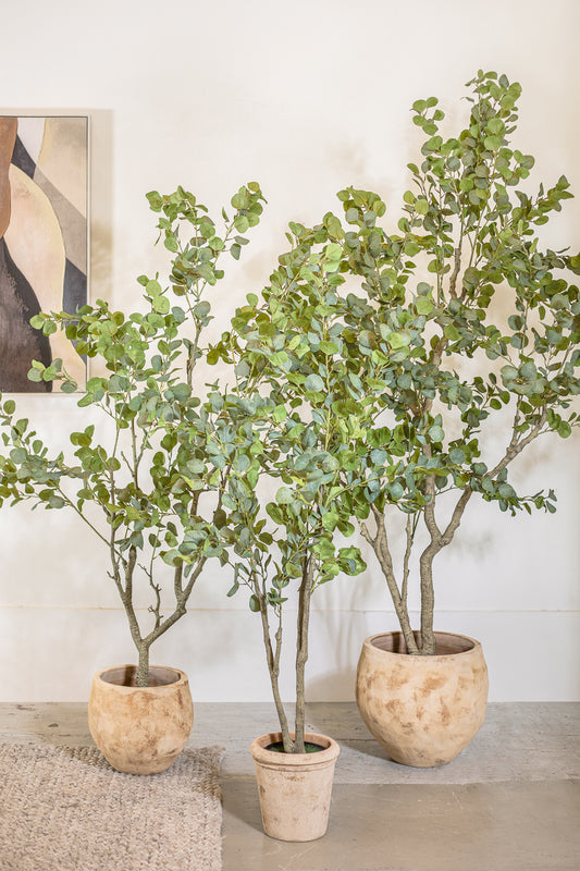 עציץ אקליפטוס טרי 145 ס"מ