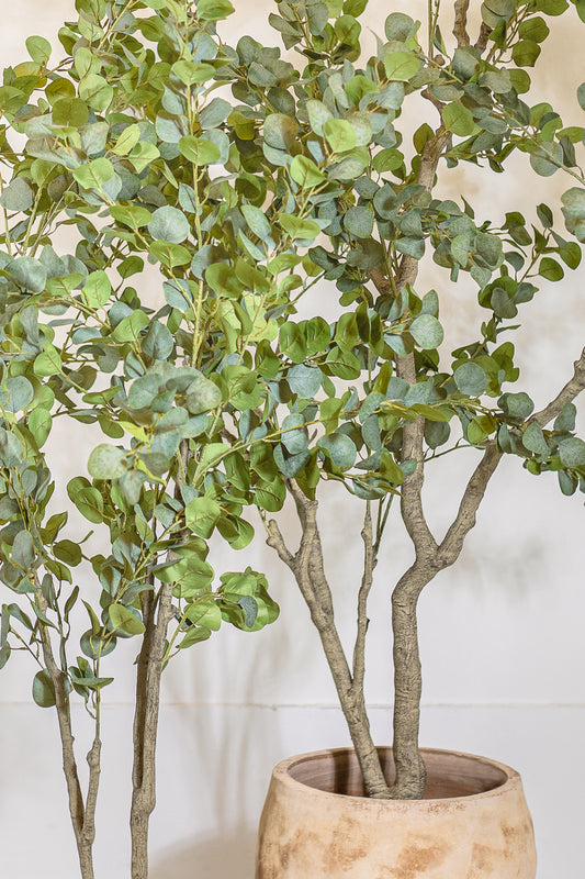 עציץ אקליפטוס טרי 210 ס"מ