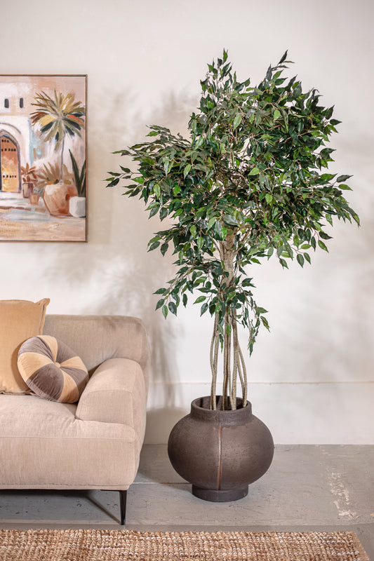 עץ עד פיקוס 180 ס"מ