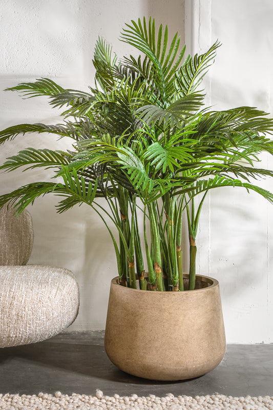 עציץ מיני פאלם