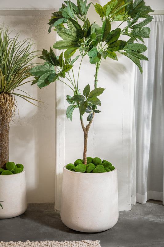 עציץ מונטרי 210 ס"מ