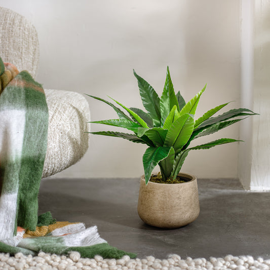 עציץ בירד נסט