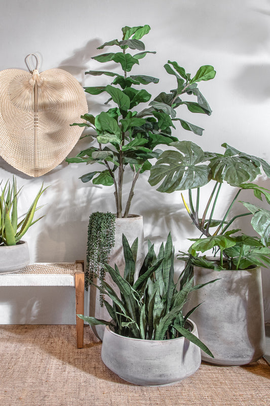 פלנטר קוני בריסל צמנט S