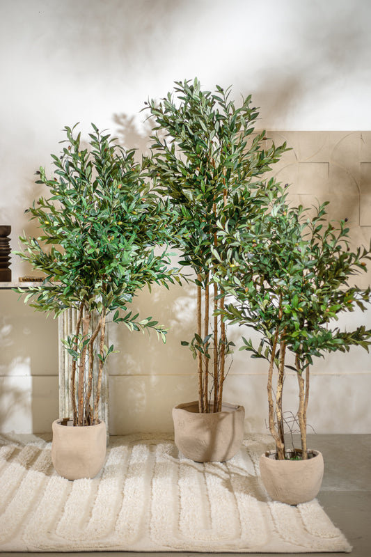 אוליב טרי 240 ס"מ